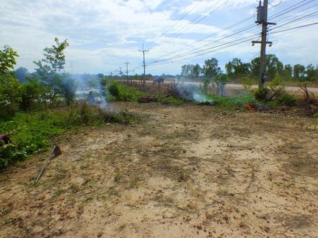 18 juin 2017: Udonthani, la plantation du riz.