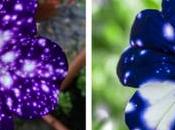 Pétunia Sky, nouveauté nous vient Etats Unis