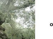 Divers Arbres superbes