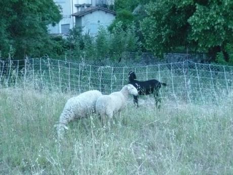 campagne, vie à la campagne, été, loisirs, moutons, chèvres, animaujx
