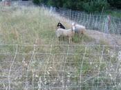 Deux moutons, chevre, dans village