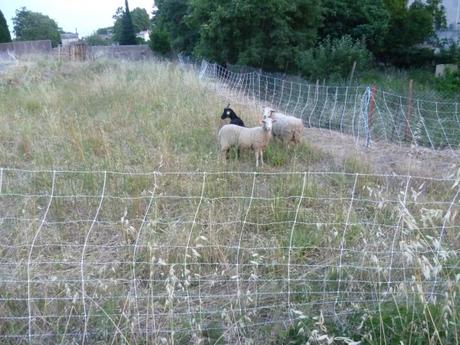 campagne, vie à la campagne, été, loisirs, moutons, chèvres, animaujx