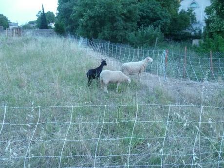 campagne, vie à la campagne, été, loisirs, moutons, chèvres, animaujx