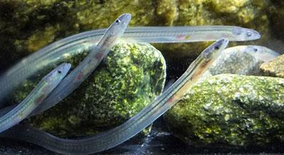 Photograph of glass eels