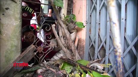 Ayutthaya  30 minutes pour sauver le varan (vidéo)