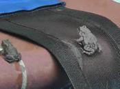 Cette invention géniale sauve animaux d’une mort atroce