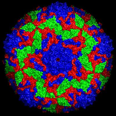 A colour-coded reconstruction of the surface structure of bovine enterovirus 2