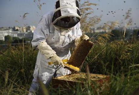 Apiculture. « En pleine pénurie de miel, on n’arrivait pas à le vendre »