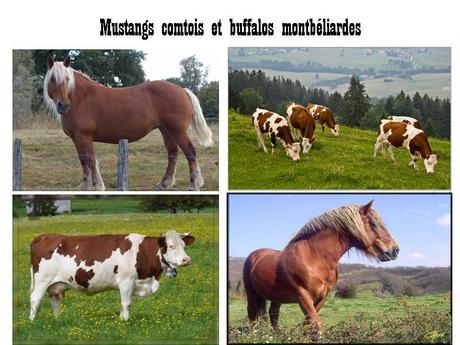 La France - La Franche Comté.....