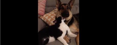 L’amour entre chien et chat