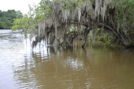 Visite de la plantation de Oak Alley & balade dans le bayou