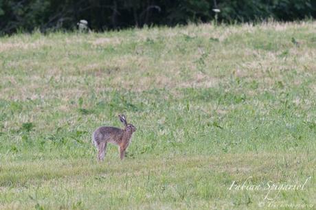 Dromalièvre - Ce camélidé jurassien aux longues oreilles est en réalité un brave lièvre brun qui s'adonne à quelques étirements après une longue sieste au milieu d'un paturage du Val-de-Travers.