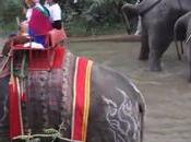 Surin, novices participent céremonie prosperité avec éléphants (reportage)