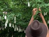 [Revue presse] Yoko plante dans musées arbres paix #YokoOno #Washington