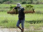 Issan, voir repiquage Mode d'emploi