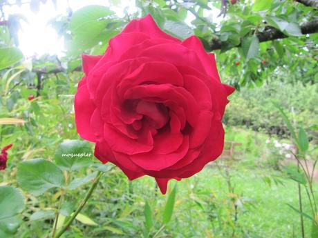 Divers - Le jardin 2