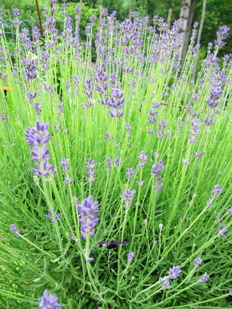 Divers - Le jardin 2