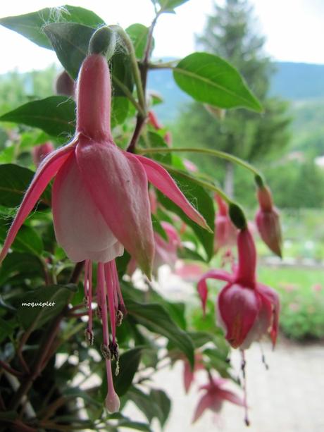 Divers - Le jardin 2