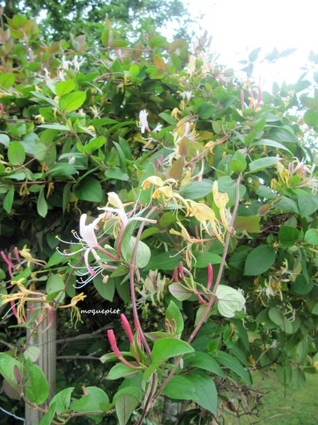 Divers - Le jardin 2