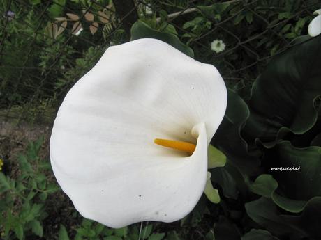 Divers - Le jardin 2