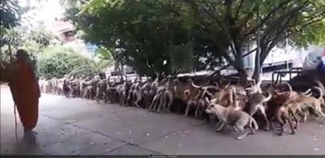 Temple thaïlande et le banquet journalier de ses 200 chiens