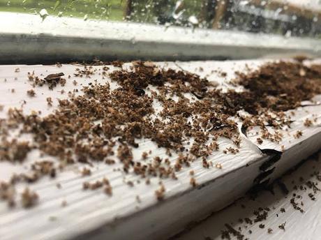 Une histoire de fourmis charpentières, 1re partie