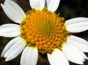 Messicoles Fausse camomille (Anthemis arvensis)