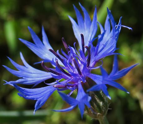 Messicoles : Centaurée bleuet (Cyanus segetum)