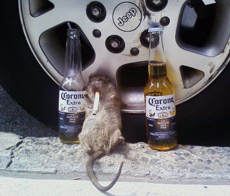 on a trouvé les quartiers de new york avec le plus de rats