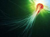 application iPhone prévient baigneurs, présence méduses proximité.