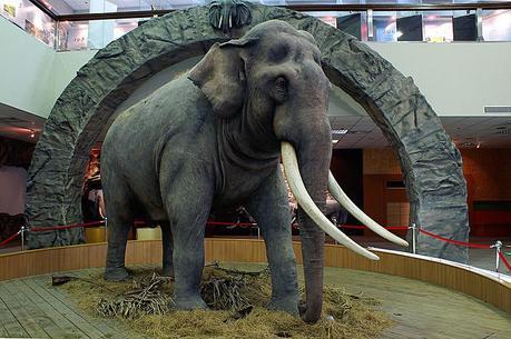 Linwang, 86ans, l’éléphant asiatique qui a vécu le plus longtemps au monde