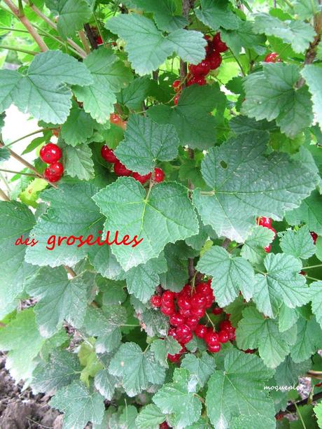 Divers - Dans le Jardin - les arbres fruitiers