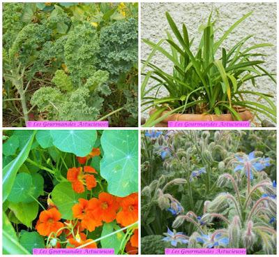 Chawan Mushi  (flan japonais) au Kale