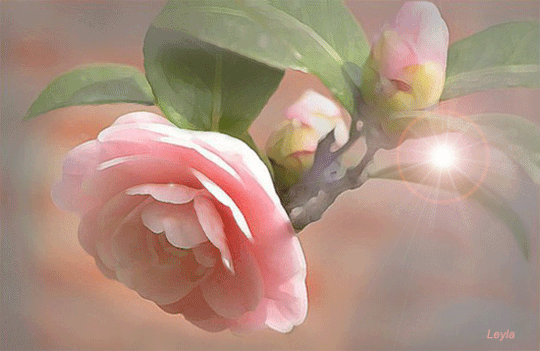 Résultat de recherche d'images pour 