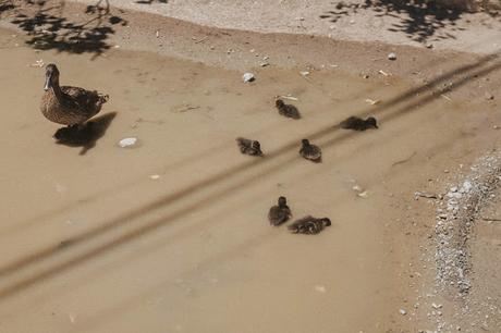 visiter-somail-canal-midi-canards