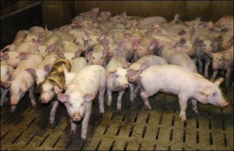 La filière porcine française en obsolescence programmée