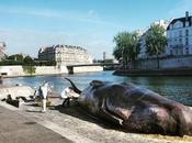 Paris cachalot échoué bords Seine