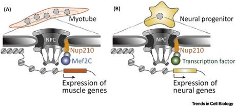 #trendsincellbiology #poresnucléaires #gènes #transcription Complexes formant des pores nucléaires: un échafaudage pour le développement de la transcription?
