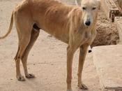 Lince galgo sable demi l'adoption l'association chiens galgos