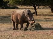 Léger recul braconnage rhinocéros Afrique