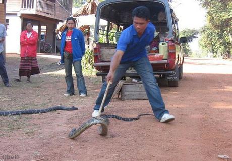 Bangkok, vidéo de scènes de vie (extra)-ordinaire