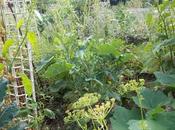 Quelques vues jardin permaculture, juillet 2017