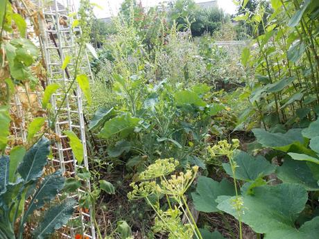 Quelques vues de mon jardin en permaculture, 25 juillet 2017