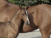 Chevaux martyrs folie ordinaire