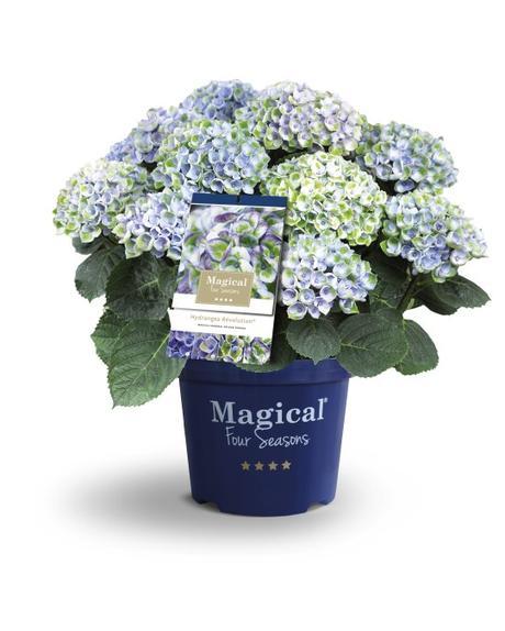 Le jour où on m’a offert un hortensia #MagicalFourSeasons Le jour où on m’a offert un hortensia #MagicalFourSeasons