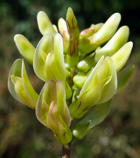 Réglisse sauvage (Astragalus glycyphyllos)