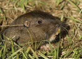 Bestioles de Banlieue