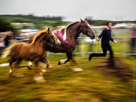 Filent les chevaux bretons (3 photos)