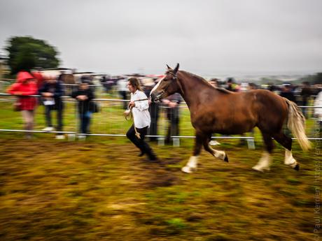 Filent les chevaux bretons (3 photos)