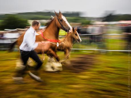 Filent les chevaux bretons (3 photos)